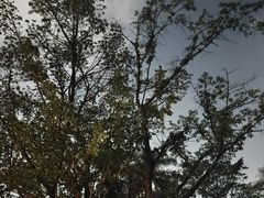 -深圳龙潭公园
