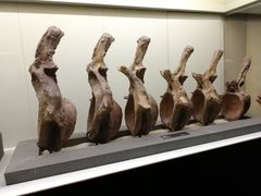 -世界恐龙谷景区