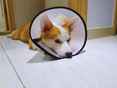 -伟伟宠物医院·CT影像中心·瑞派犬猫综合性门诊(汉口总院)