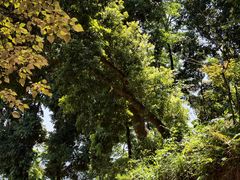 -广州市流溪河国家森林公园