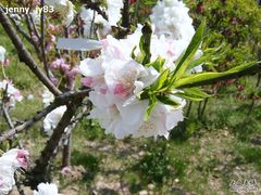 -南汇桃花村
