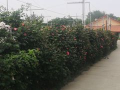 -意大利农场度假村