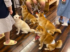 -豆柴町-柴犬主题狗咖(红鼎国际C座店)