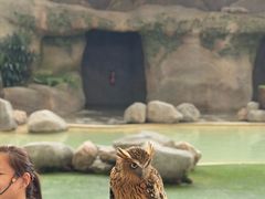 -新加坡飞禽公园