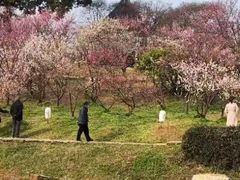 -无锡梅园公园