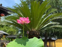 -同里湖度假村(二期店)