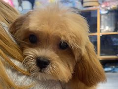 -FAELING PETS美天灵宠物(富力广场店)