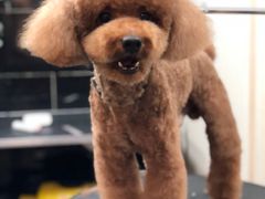 -小尾巴宠物店(万科·金域华庭店)