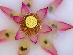 荷香蟹肉鱼籽酱-王宝和酒家(黄浦店)