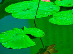-前关湿地公园