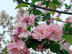 -洛阳市隋唐城遗址植物园