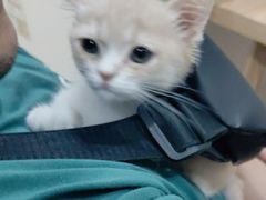 -萌兽医馆·宠物医院·猫骨科(创景店)