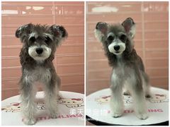 -FAELING PETS美天灵宠物(合生汇店)