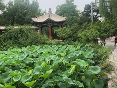 -勺园中餐厅