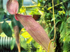 -国家植物园南园