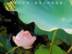 -荷塘月色湿地公园·向阳花洲
