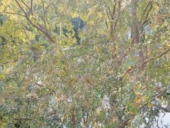 -苏州香山国际大酒店