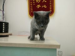-菲丽丝宠物医院·24小时·猫科中心·免疫点(淮海分院)