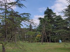 -上海共青森林公园