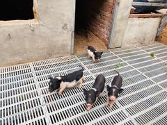 -北京鹿世界主题园