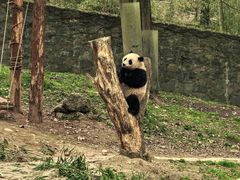 -都江堰中华大熊猫苑