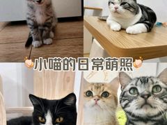 -有喵·猫咖·狗咖·30几只猫10只小狗(岗厦店)