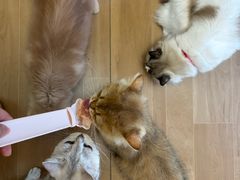 -唐小姐の私宠·宠物洗护美容·撸猫馆·购宠(周浦万达旗舰店)