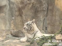 -灵玲国际马戏城