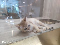 -飞行喵MR PILOT|猫舍·猫咖(静安大融城店)