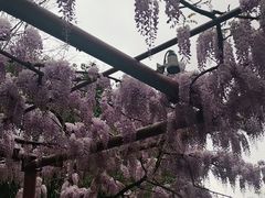 -嘉定紫藤园