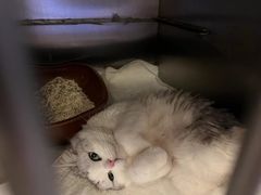 -宠爱国际动物医院· 猫科· 外科·中兽医(长白店)