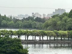 -绿雪芽白茶(浙大华家池校区凯旋路店)