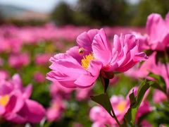 -临汾涝洰河生态公园