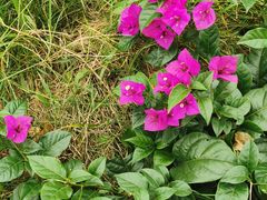 -三圣花乡旅游区