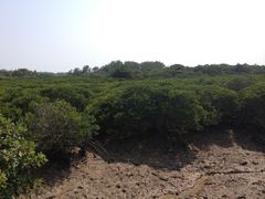 -东寨港红树林旅游区