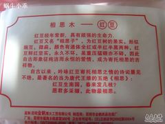 纸巾-红豆园(文林街店)