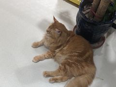 -藏猫猫咖啡主题馆(中央大道店)