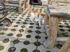 -巫山烤全鱼(富康京科苑路店)