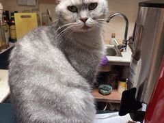-猫色咖啡·猫咖
