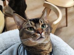 -柴迷FANS CLUB·柴犬狗咖·猫咖