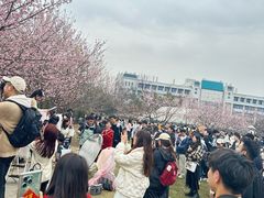 -武汉大学-樱园