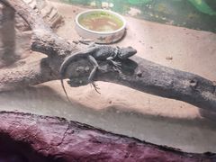 -上海大自然野生昆虫馆(东方明珠·爬宠昆虫探索中心)