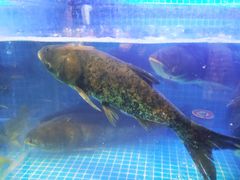-姜君·千岛湖鱼头馆(浦东大道店)