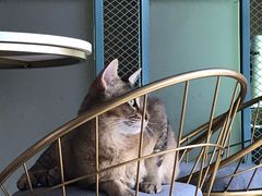 -喵屿·大理花园猫咖