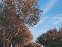 -永定河休闲森林公园