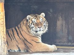 -横道河子东北虎林园