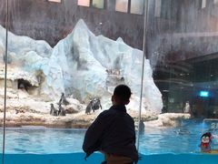 -帝企鹅自助餐厅•儿童岛•真企鹅(长隆企鹅酒店)