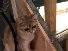 -猫小院猫主题咖啡厅(北锣店)