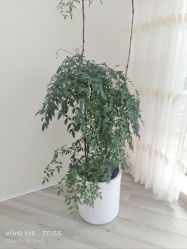 -HEYAN荷妍专业脱毛连锁机构