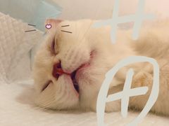 -灵美宠物诊所